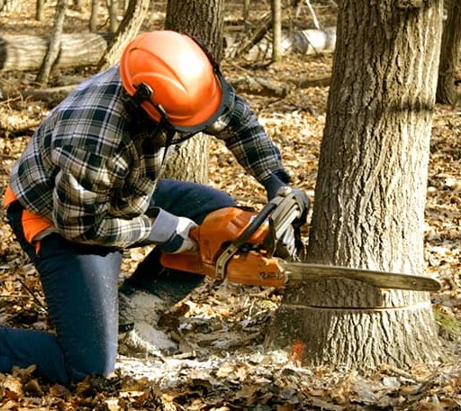 Tree Removal in Bellevue, TX